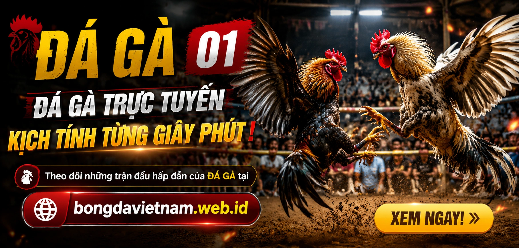 Đá gà trực tuyến - hình ảnh trận đấu và kèo